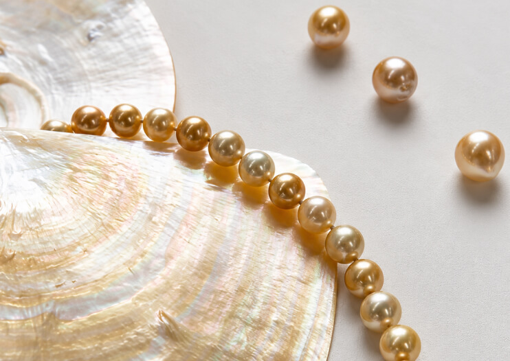 IMPERIAL Pearl strand of golden pearls resting on a mother-of-pearl shell